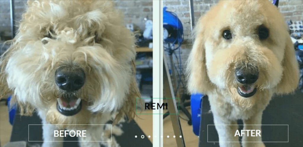 Pet a Cure | Dog Groomer Chicago