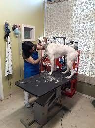 Pet Palace Grooming Salon