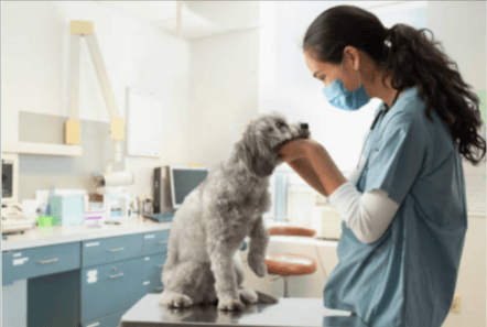7 Top-Rated Veterinary in Philadelphia - Updated July 2022