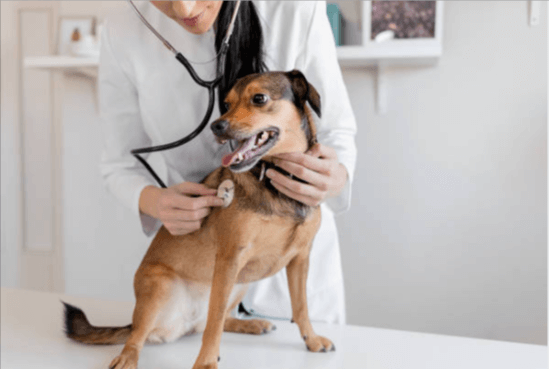 8 Best Veterinary Clinics in Los Angeles - Updated June 2022